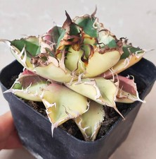 Agave titanota Cesare WYSIWYG