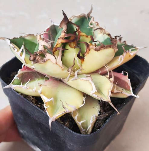 Agave titanota cesare wysiwyg - cesare,
