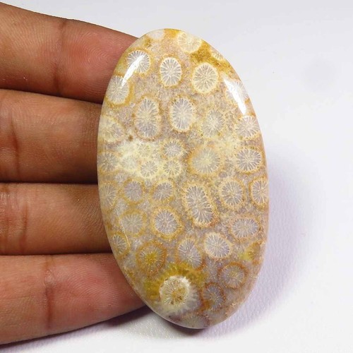 Giallo fossilizzato corallo - giallo,