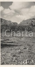 1937 TAHITI  (Polinesia) Veduta interni dell'isola *REAL PHOTO cm 13,5 x 8,5