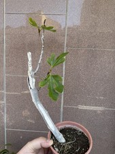 Ficus Carica - Bonsai Fico
