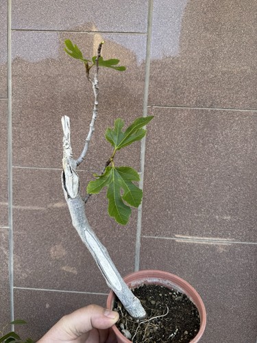 Ficus carica bonsai fico - ficus,