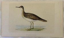 BARTRAM'S SANDPIPER PIRA-PIRA CODALUNGA UCCELLI ORNITOLOGIA BIRDS BIRD 1870