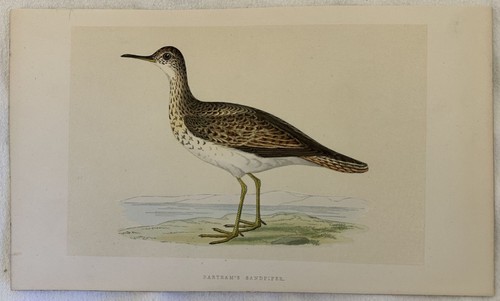 Bartram sandpiper pira - bartram's, pira-pira