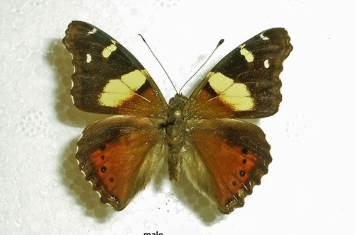 Nymphalidae vanessa itea - vanessa,