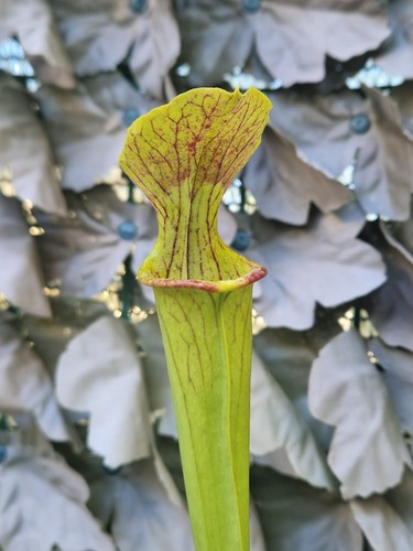 Sarracenia size - sarracenia, m/l