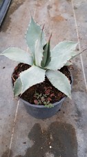 Agave parryi var. 'Parryi' /