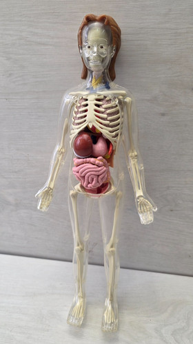 Modello anatomico che esplora