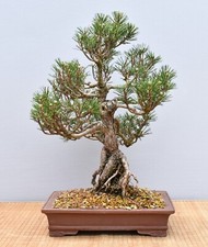 Bonsai da esterno, Giapponese