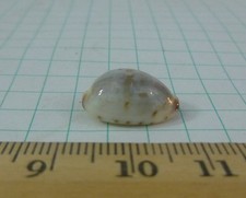 Select Cypraea gracilis