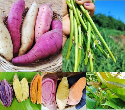 Sweet potato colors 3 - sweet, ,