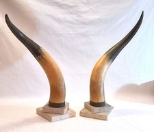 Coppia di corna di bue su base