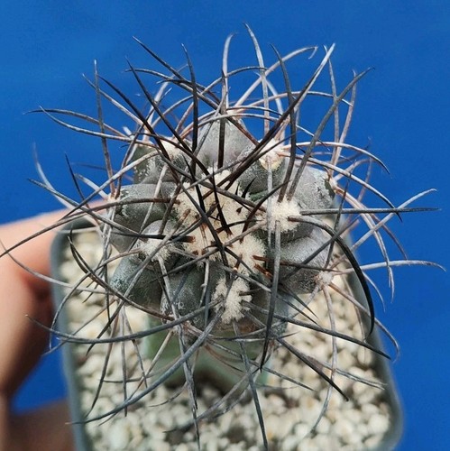 Copiapoa griseoviolacea rcpc - copiapoa,