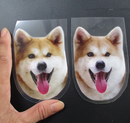 Shiba inu cane sorriso - shiba,