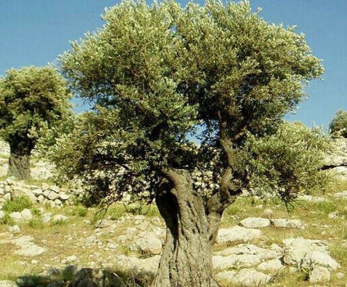 Talee fresche ulivo - talee,