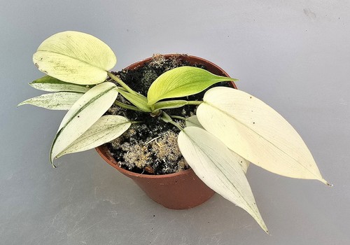 Bellissimo philodendron - bellissimo,