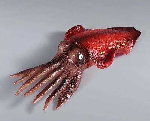 Calamari rossi pesce - , animale