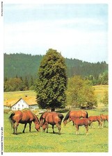 AQFP14-0998-CAVALLO - Cavallo