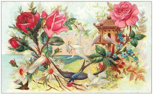 Oiseaux 21033 hirondelles - oiseaux.n, °