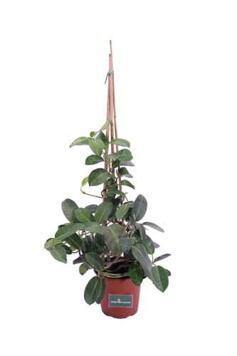 Pianta stephanotis - di,