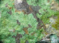 MM RARISSIMA  NEPUOITE in