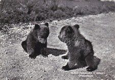 ABRUZZO NATIONAL PARK - Teddy