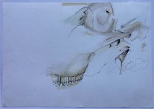 Acquerello Teschio Di Animale 20,8 X 29,7 CM Franz Leitenmeier Lauingen #S165