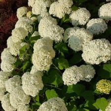 Liscio Ortensia Anabelle 2L - Crea incredibili fiori bianco crema sferici 