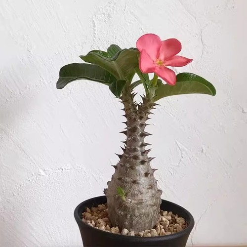 Pianta cactus succulenta - pianta,