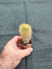 Notocactus leninghausii  vaso Ø 5 cm  CACTUS PIANTE GRASSE NO ariocarpus