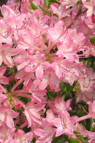 Pink pearl azalea rhododendron - pearl~azalea,