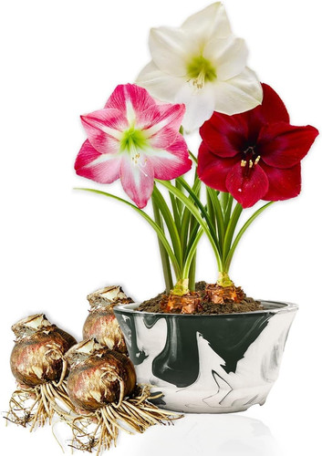 Bulbi amaryllis collezione - di,