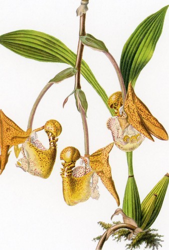 Scimmia orchidea cartolina - scimmia,