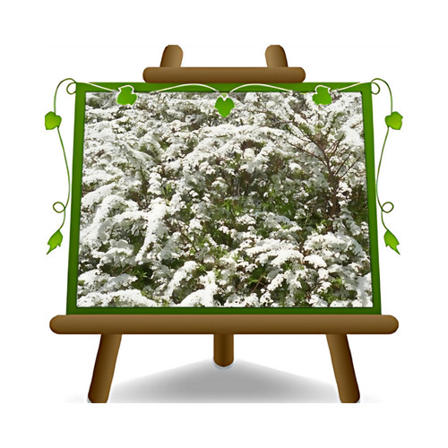 Spiraea nipponica snowmound