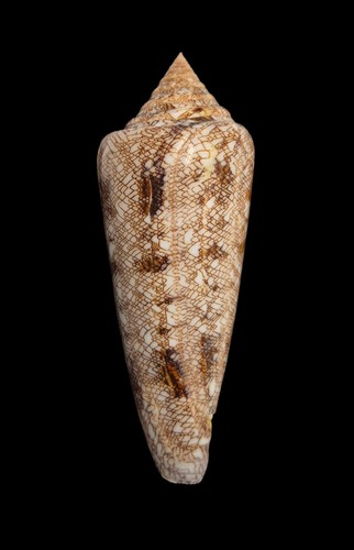 Conchiglia shell conus - conchiglia,