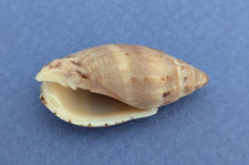 Lyria pauljohnsoni 32,1 mm f+++ Madagascar " Joli spécimen "