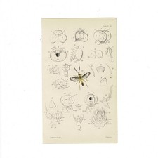 Antique Jardine Insects Print
