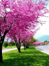 CERCIS SILIQUASTRUM - ALBERO DI GIUDA, 10 SEMI SELEZIONATI