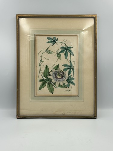 Illustrazione botanica