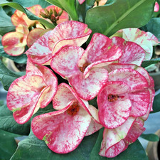 Corona di Spine Doi Tung Thai Hybrid Christ Plant Euphorbia Milii