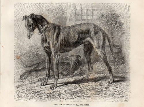 1894 stampa antica - 1894,