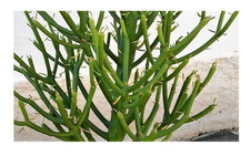 10x Euphorbia tirucalli piante