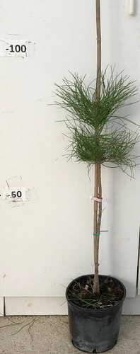 Pianta pinus pinea pino - pinea,