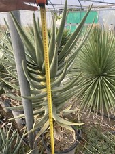 Aloidendron dichotomum