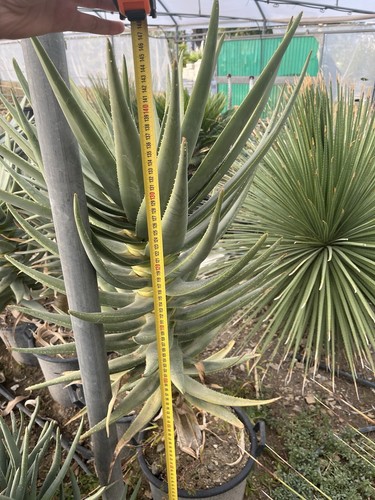 Aloidendron dichotomum