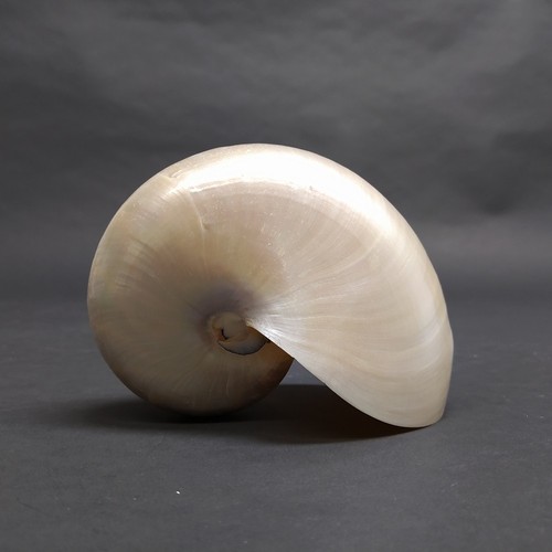 Conchiglia nautilus pompilius - conchiglia,