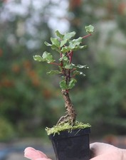 Prebonsai Carrubo