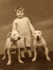 BULL TERRIER CHARMING DOG