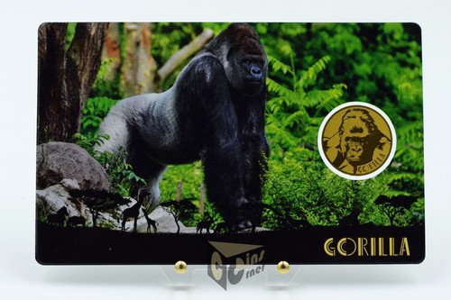 Gorilla africano africa - gorilla,