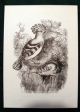 Vecchia Stampa UPUPA Cornice Secco